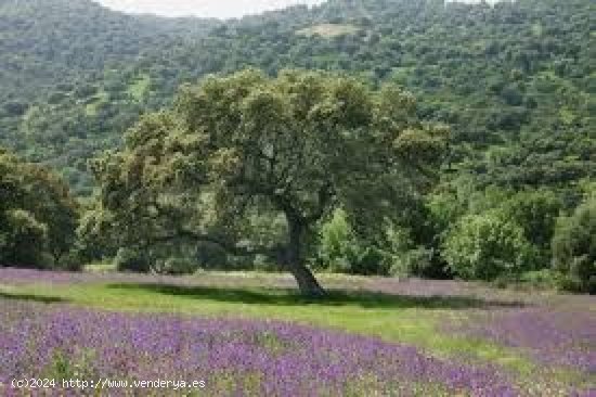 ESPECTACULAR FINCA DE LUJO CON HÍPICA