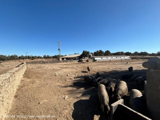 Venta de Finca Agricola y Ganadera - CORDOBA