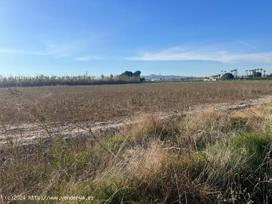 Terreno Almoradí Partida el Gabato 11.636 m2 Cerca Polígono Maromas y nuevo colegio - ALICANTE