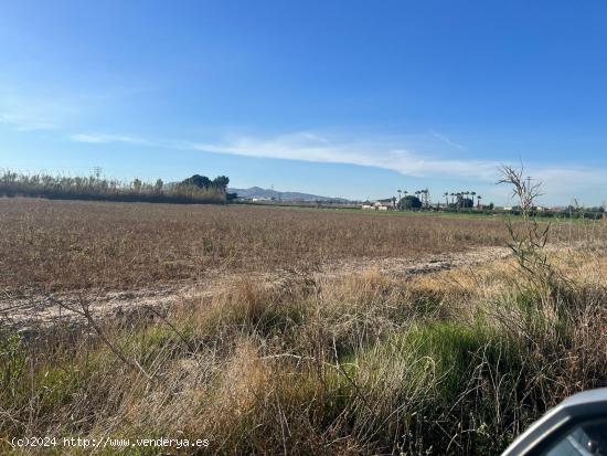 Terreno Almoradí Partida el Gabato 11.636 m2 Cerca Polígono Maromas y nuevo colegio - ALICANTE