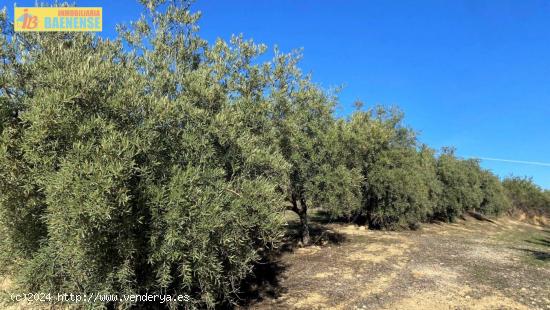  Olivar fresco en buena ubicación - CORDOBA 