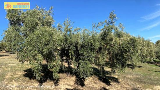 Olivar fresco en buena ubicación - CORDOBA