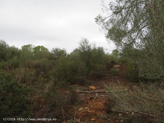 Finca rústica en venta Inca - BALEARES