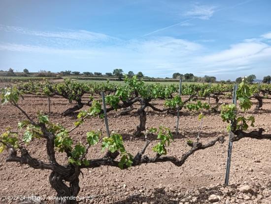 TERRENO AGRICOLA EN ARBOÇ - TARRAGONA