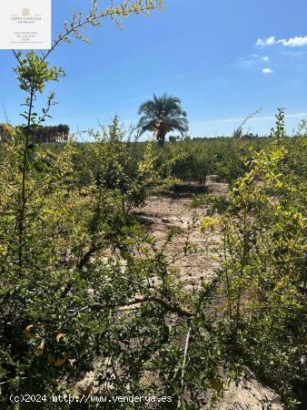 PARCELA EN PUZOL CON AGUA Y LUZ. - ALICANTE