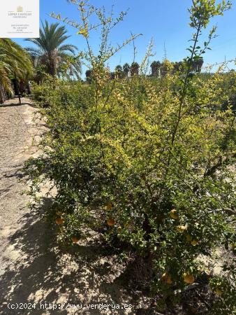 PARCELA EN PUZOL CON AGUA - ALICANTE