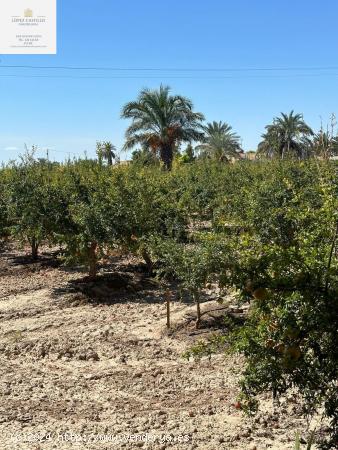 PARCELA EN PUZOL CON AGUA - ALICANTE