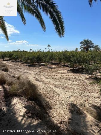 PARCELA EN PUZOL CON AGUA - ALICANTE