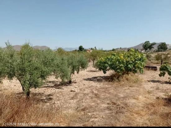 Terreno rustico con Almendros - Olivos - Higueras - ALICANTE