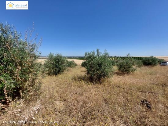  venta de finca rustica - SEVILLA 