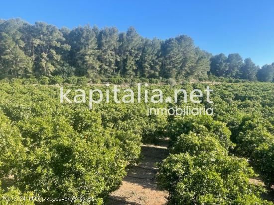 Finca rústica a la venta de naranjos a 5 min de Xativa (Valencia) - VALENCIA