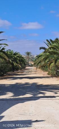 FINCA RÚSTICA EN ARCOS DE LA FRONTERA - CADIZ