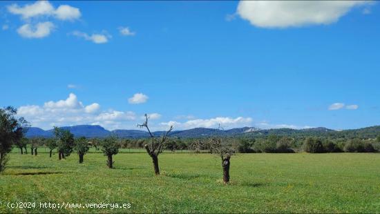  Terreno de 20.200 m² para construir un chalet con piscina en Campos - BALEARES 