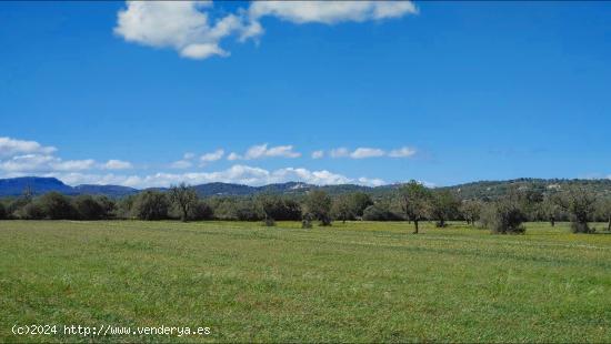 Terreno de 20.200 m² para construir un chalet con piscina en Campos - BALEARES