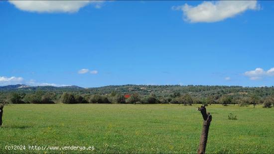 Terreno de 20.200 m² para construir un chalet con piscina en Campos - BALEARES