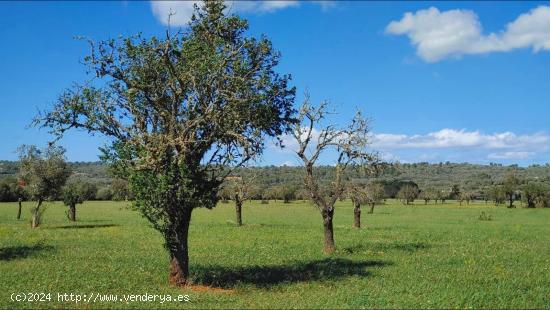 Terreno de 20.200 m² para construir un chalet con piscina en Campos - BALEARES