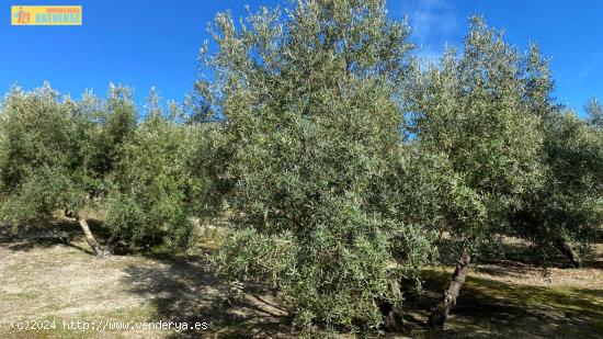 Olivar en muy buena ubicación - CORDOBA