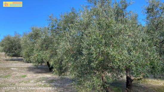 Olivar en muy buena ubicación - CORDOBA