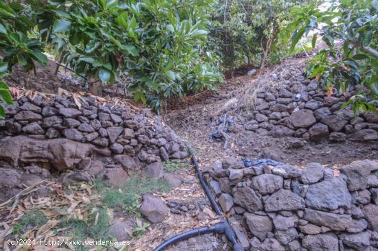 Finca rústica con árboles frutales en Cercados de Espino - LAS PALMAS