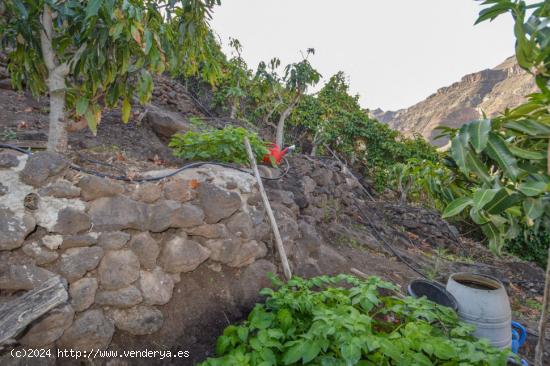 Finca rústica con árboles frutales en Cercados de Espino - LAS PALMAS