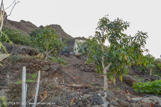 Finca rústica con árboles frutales en Cercados de Espino - LAS PALMAS