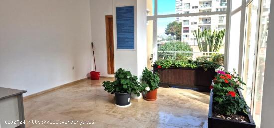 APARTAMENTO EN VENTA BENIDORM - ALICANTE