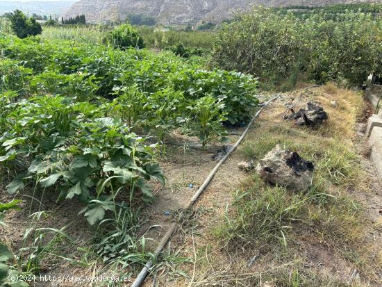 Terreno de cultivo en Terque - ALMERIA