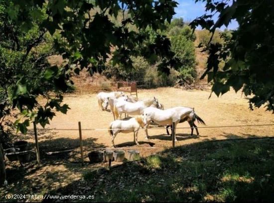 Equestrian Property with separate apartment - MALAGA