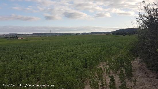  Terreno Rustico para urbanizar en las afueras de LLubi - BALEARES 