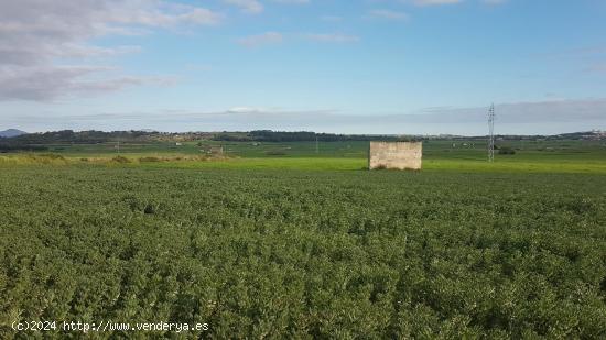 Terreno Rustico para urbanizar en las afueras de LLubi - BALEARES