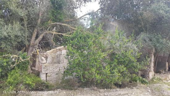 Terreno Rustico para urbanizar en las afueras de LLubi - BALEARES