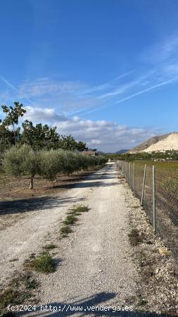 TERRENO EN VENTA EN ASPE - ALICANTE