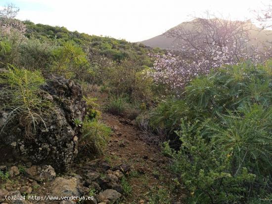 ¡Oportunidad única! Terreno rústico de 2175m2  en venta en Valle de Arriba, Santiago del Teide - 