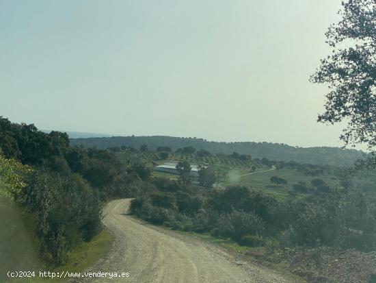 CASABANCO   VENDE FINCA EN ALCARACEJOS - CORDOBA