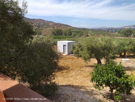 FINCA EN ALORA, AREA PARTIDA DE LAS LOMAS - Alora