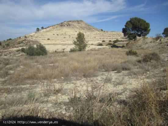 FINCA RÚSTICA EN ASPE - ALICANTE