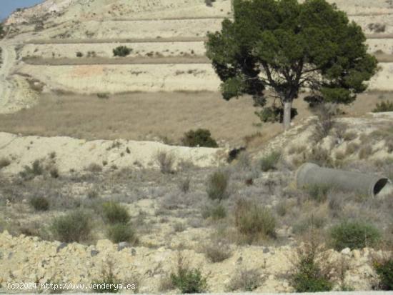 FINCA RÚSTICA EN ASPE - ALICANTE