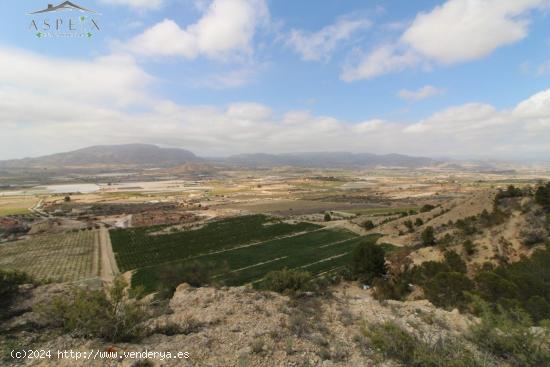 SE VENDE FINCA RÚSTICA EN PRODUCCIÓN EN MONFORTE - ALICANTE