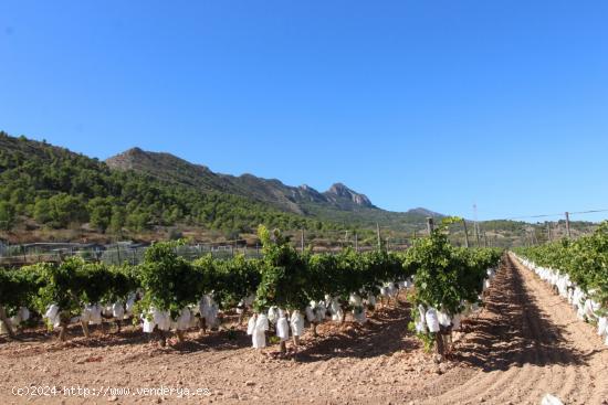 Terreno  en La Romana - ALICANTE