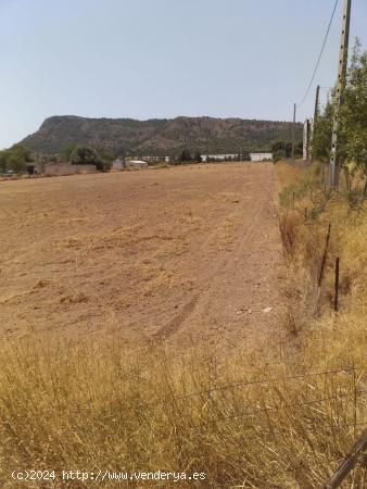 Terreno en Aspe - ALICANTE