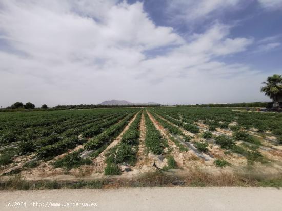 Terreno 30000 metros en El realengo - ALICANTE