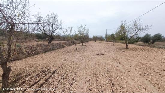 Parcela en Hondón de los Frailes - ALICANTE