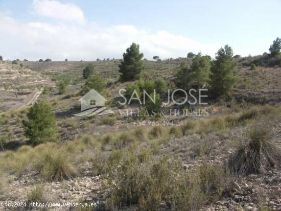 SE VENDE PARCELA/TERRENO EN JUMILLA - MURCIA