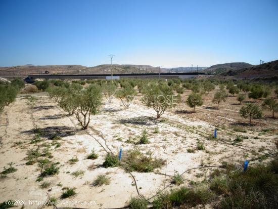 NUEVA PROPIEDAD EN VENTA DE TERRENO PLANTADO DE OLIVERAS CON 2 ALMACENES EN ASPE - ALICANTE