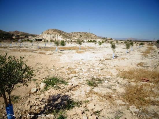 NUEVA PROPIEDAD EN VENTA DE TERRENO PLANTADO DE OLIVERAS CON 2 ALMACENES EN ASPE - ALICANTE