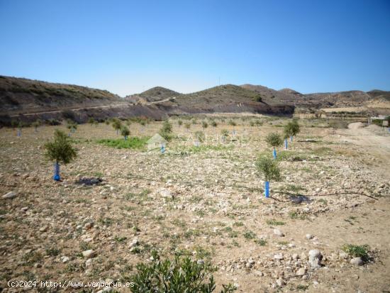 NUEVA PROPIEDAD EN VENTA DE TERRENO PLANTADO DE OLIVERAS CON 2 ALMACENES EN ASPE - ALICANTE