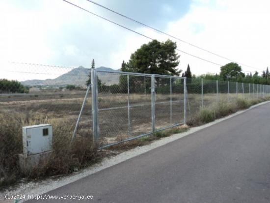  SE VENDE TERRENO EN CAMINO LA HORNA, ASPE, ALICANTE, ESPAÑA, SPAIN. - ALICANTE 