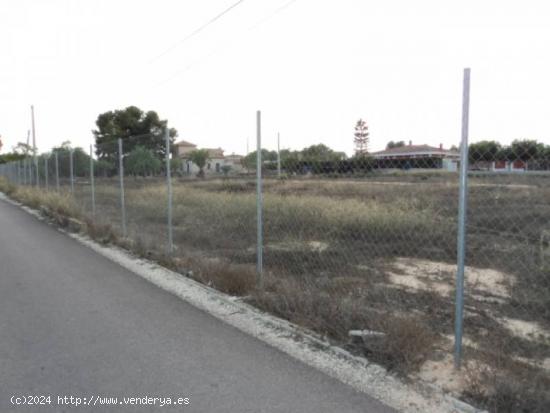 SE VENDE TERRENO EN CAMINO LA HORNA, ASPE, ALICANTE, ESPAÑA, SPAIN. - ALICANTE