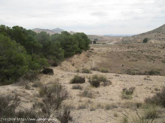 VENTA TERRENO RUSTICO - ALICANTE