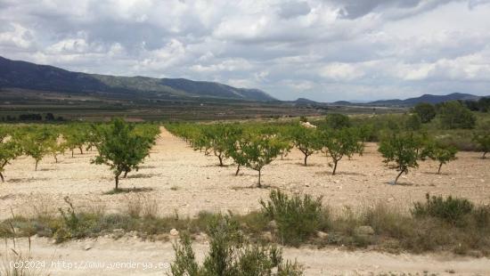 VENTA DE TERRENO CON ALMENDROS EN PLENA PRODUCCION - ALICANTE